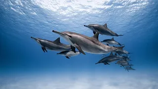 Dolphins of Sataya reef