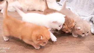 The kitten's first steps in learning to walk are still awkward but very adorable.