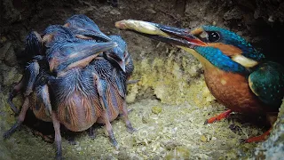 Kingfisher Chicks Jump to Attention when Dad Calls Dinner Time | Discover Wildlife | Robert E Fuller