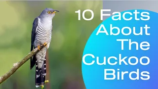 10 Facts About The Cuckoo Birds