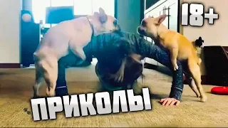 #ПРИКОЛЫ за ДЕКАБРЬ 2018 | BEST COUB 2018 ▶ 102