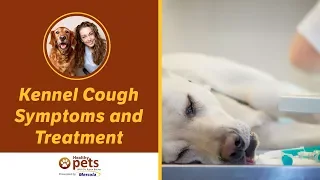 Kennel Cough Symptoms and Treatment