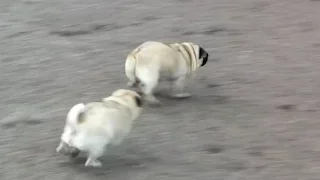 The Fastest Pug in the World - BOO