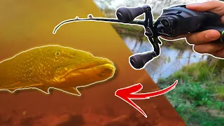 Fishing Small RIVER While Baitfish is Spawning - HUNGRY PIKE | Team Galant