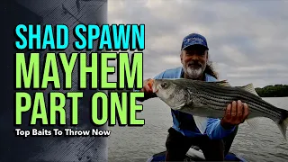 Shad Spawn Mayhem Part One #lakelanierfishing2024  #bassfishing
