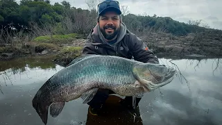 Tararira Gigantesca en Uruguay 😳🇺🇾 | Pesca Tarariras Uruguay 🎣♻️