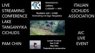 PAM CHIN *Swimming with Cichlids* LAKE TANGAYIKA CICHLIDS *AIC EVENT LIVE *African Wild Cichlids*