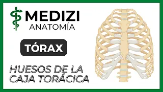 Anatomía del Tórax - Huesos de la caja torácica