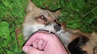 Ли Сяо / Alice the Fox Лиса Алиса (Как кусаются лисы!?!!)