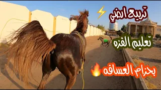 # فلوق (23) تعليم الحصان التربيع والفزه| لايفوتكم تربيعه🔥