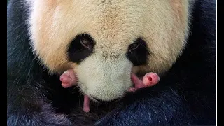 (双语) 大熊猫欢欢喜得双胞胎 La femelle panda Huan Huan a donné naissance à des jumeaux