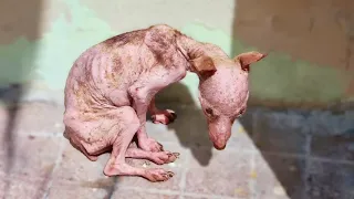 Eating trash for months to survive, the puppy cried when she finally got help