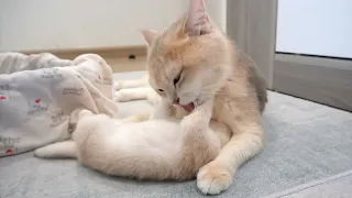 The daily life of the cat family. Mother cat lovingly cares for kittens. Cute animal videos.