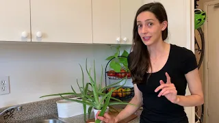How to Harvest Aloe