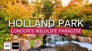 LONDON HOLLAND PARK | Autumn Morning Walk 🍁 | 4K Journey with Peacocks, Herons, and More! 🦚