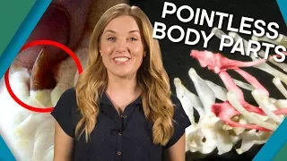 Pointless Body Parts | Earth Unplugged