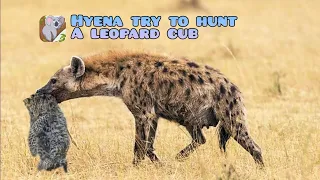 First time Hyena steal leopard cub | mother comes to save her cub and attack the hyena