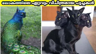 ലോകത്തിലെ ഏറ്റവും വിചിത്രമായ പൂച്ചകൾ /10 Abnormally Strange Cats That Actually Exist/top10malayalam