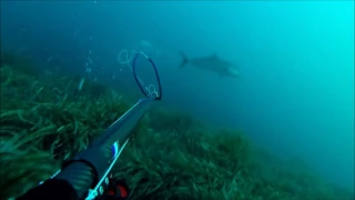 Double Amberjacks! 30 and 23 Kg spearfishing with Remi Juste - Chasse sous marine  Sériole