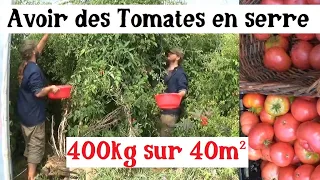 Cultiver les Tomates en Serre (et récolter énormément !)