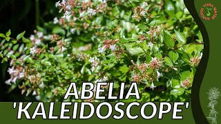 ABELIA KALEIDOSCOPE Information and Growing Tips!  (Abelia x grandiflora)