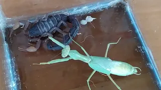 Scorpion VS Mantis - Exotic fight 😱