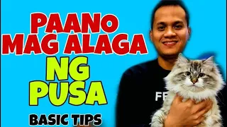 PAANO MAG ALAGA NG PUSA | PAANO ALAGAAN ANG PUSA BASIC TIPS | JOVEN REYES VLOG