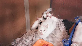 the mother cat has 5 kittens, but she adopted an orphaned kitten.