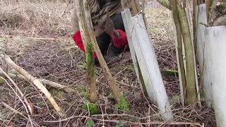 4. How to use a bill hook to lay a hedge plant