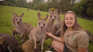 Learn all about Kangaroos and Wallabies
