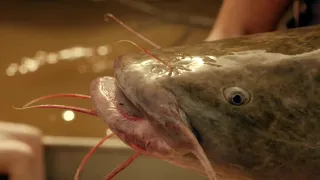 How do Catfish See the World? | Wonders of Life w/ Prof Brian Cox | BBC Earth