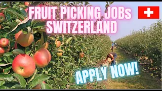 GOOD SALARY FOR FRUIT PICKING JOBS SWITZERLAND #FARM#SWISS#FRUITS