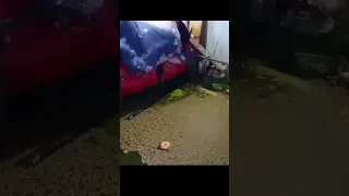 tree falls on man sleeping in a room full of water and a watermelon falls into the water