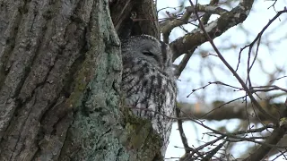 Tawny Owl / Strix aluco / Naminė pelėda /  Серая неясыть