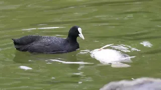 台灣鳥類 bird - 白冠雞/白骨頂 Fulica atra/Eurasian Coot