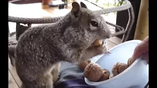 Watch this AND LAUGH ALL DAY - Funny SQUIRREL compilation