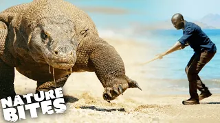 Face to Face with a Giant Komodo Dragon | Nature Bites