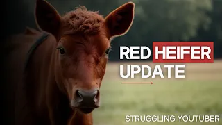 Red Heifer Update | Shocking Revelation About the Red Heifer  #facts