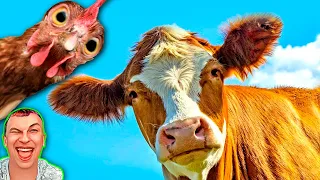 Funny roosters vs funny cows and calf | Mr. COVER