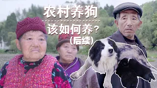 眼里有虫的那只边牧，现在怎么样了？(带后续）