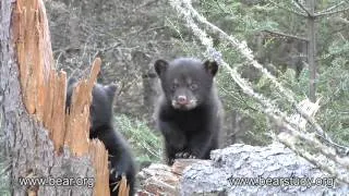 April 11, 2012 - Jewel the Black Bear - Outside the Den - #6
