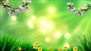 Yellow flowers and light spring background  Весна  Футаж для видеомонтажа и музыкальных открыток