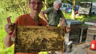 Live von Pias Bienenstand - 13.06.2023 - Sammelbrutableger und Königinnenzucht - Technikchaosfolge