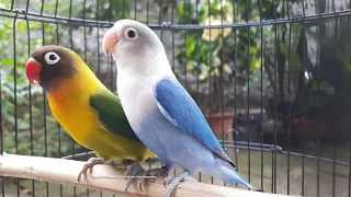 Lovebird Chirping and Singing Sounds 7 Hours - Green Personata & Blue Fischer