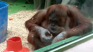 Суматранский Орангутанг - мама.
