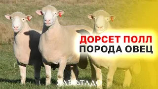 Идеальная порода овец для вашего бизнеса! Порода Дорсет Полл! Лучшая порода овец для разведения!