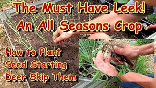 Planting the Versatile Leek - A Must for Vegetable Gardens Spring, Summer & Fall: All the Steps
