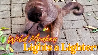 Wild Monkey Lights  a Lighter!