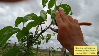 Como fazer a poda do maracujá sistema Pingo de ouro