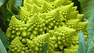 Fractals in Nature